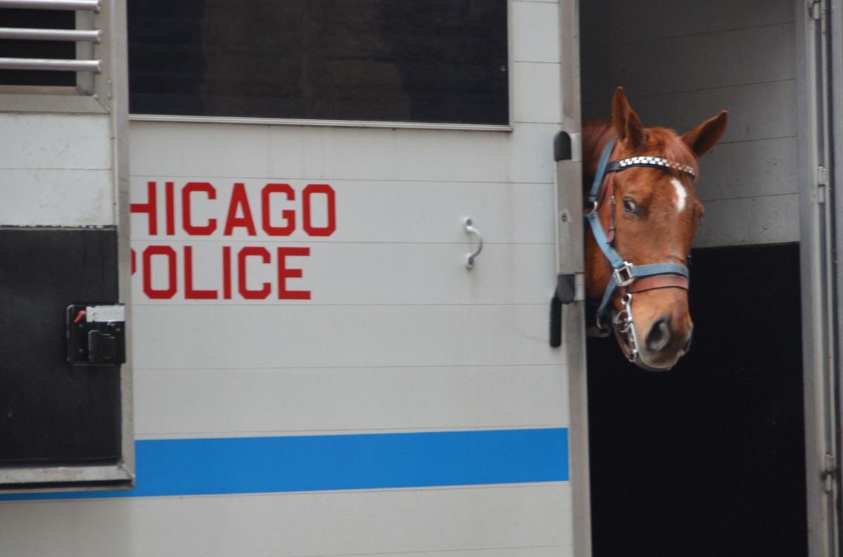 Meet Kelly, a CPD horse of&nbsp;course